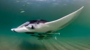 Fish discovered hiding inside manta rays in unusual survival tactic