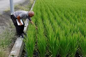 Japan warns of rice import surge threatening domestic farming