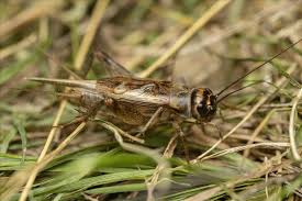 Scientists find evidence that crickets may experience pain
