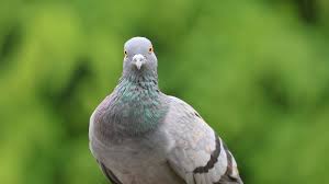 Pigeon livers contain cells that sense Earth's magnetic field